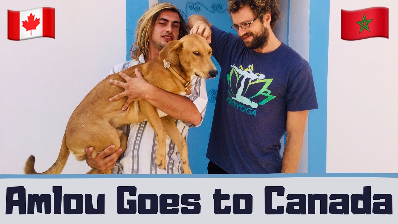 Why I Left Canada to Live in Morocco, Royal Air Maroc, Bringing a Dog to Canada From Morocco