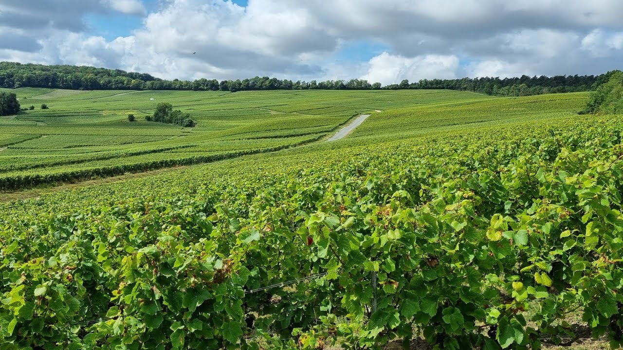 France Region Champagne-Courmas/Villedommange/Le Mesneux/Vrigny/Gueux/Rosnay/Muizon/Jouy Les Reims