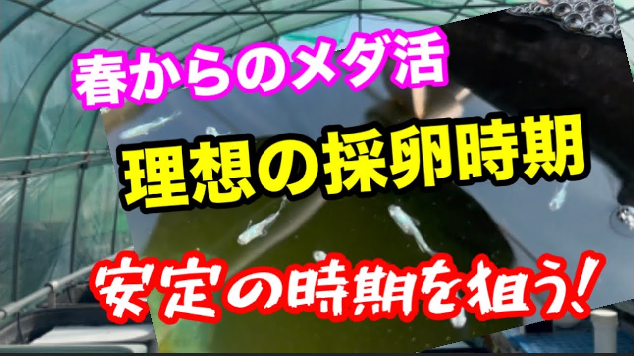 春の採卵のタイミングは焦らなくて大丈夫【メダカ】