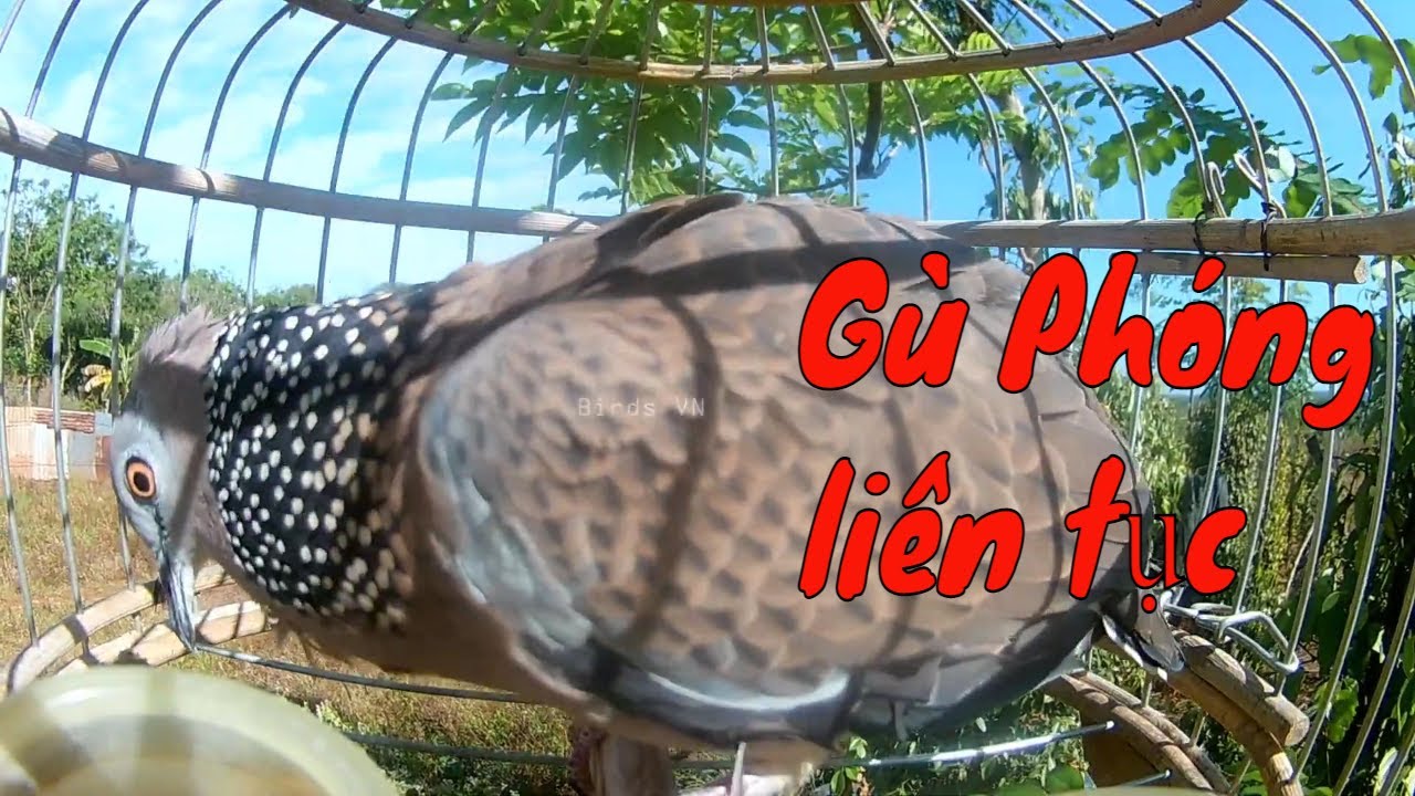 Cu gáy mồi gù phóng - đảo giọng liên tục Rút bổi cực hay