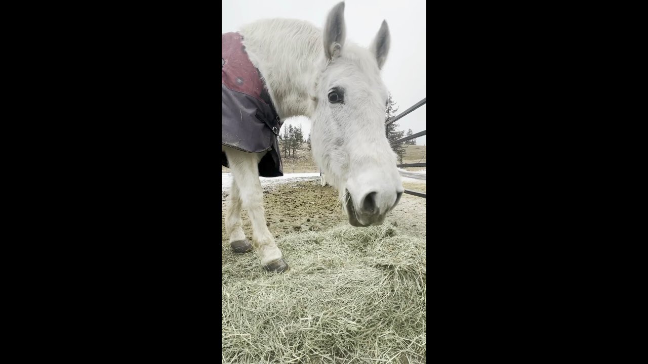 Winter Breakfast #asmr #mountainlife #smallranch #highlandcattle #horses #ranchlife