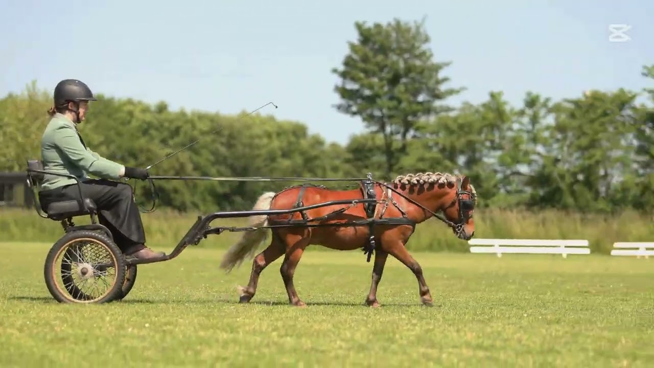 Kørestævne med miniature hest - Go pro