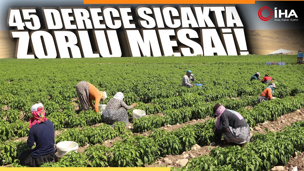Üniversiteyi Bırakıp Köye Döndü, 60 Kişiye Ekmek Kapısı Oldu - Genç Girişimcinin Hikayesi