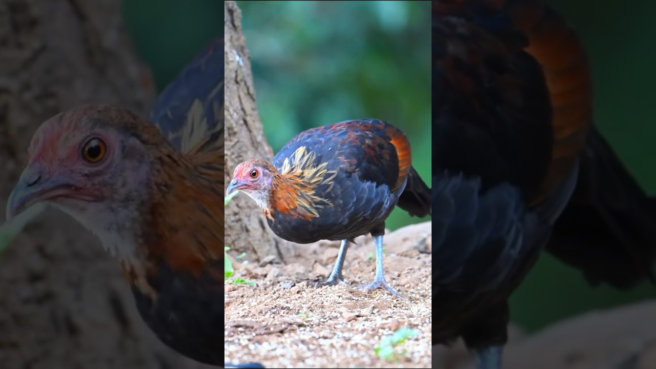 Chasing Colors: The Original Chicken &ndash; Red Junglefowl Unveiled #birdlives #goingviral #viralbirds