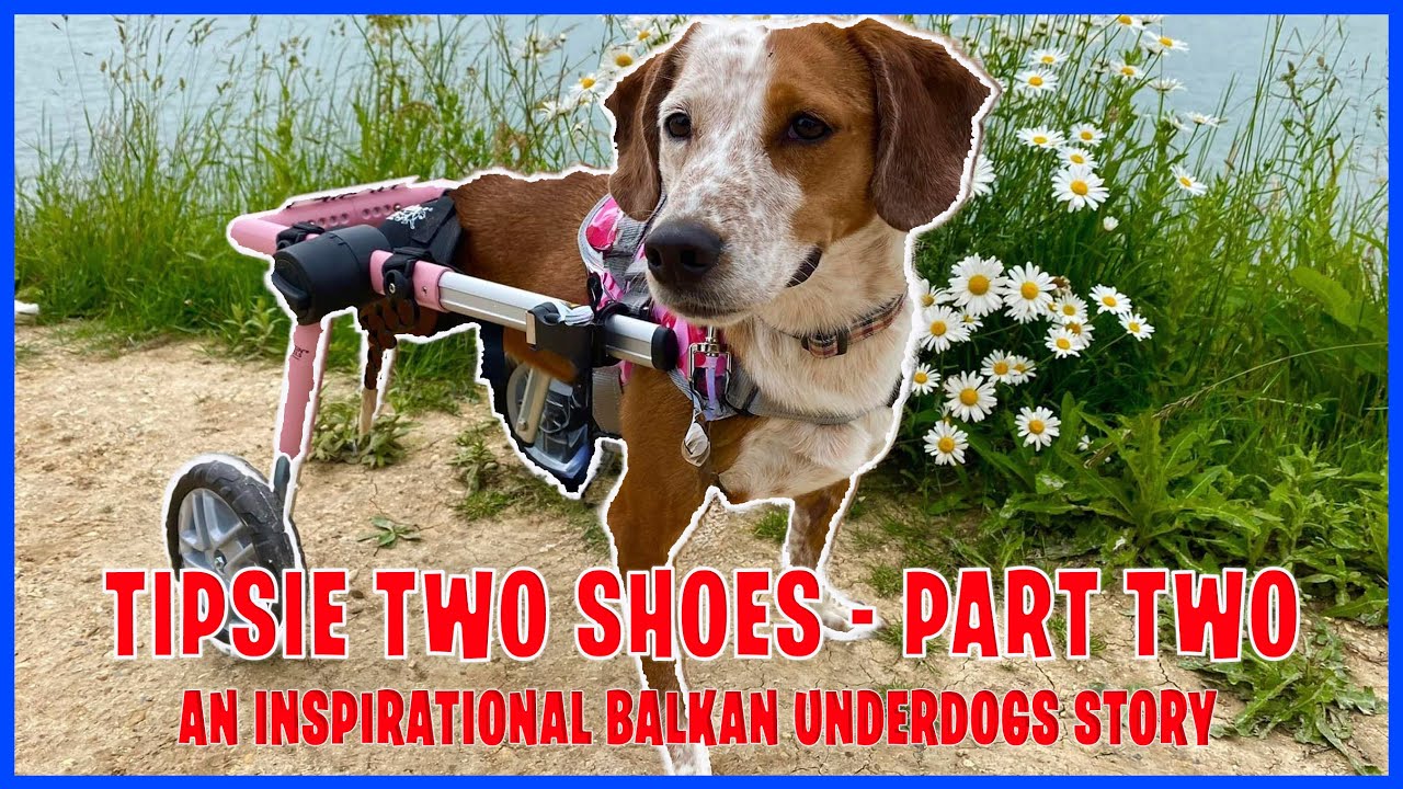 The Inspiring Rescue Story of Tipsie Two Shoes - Part Two