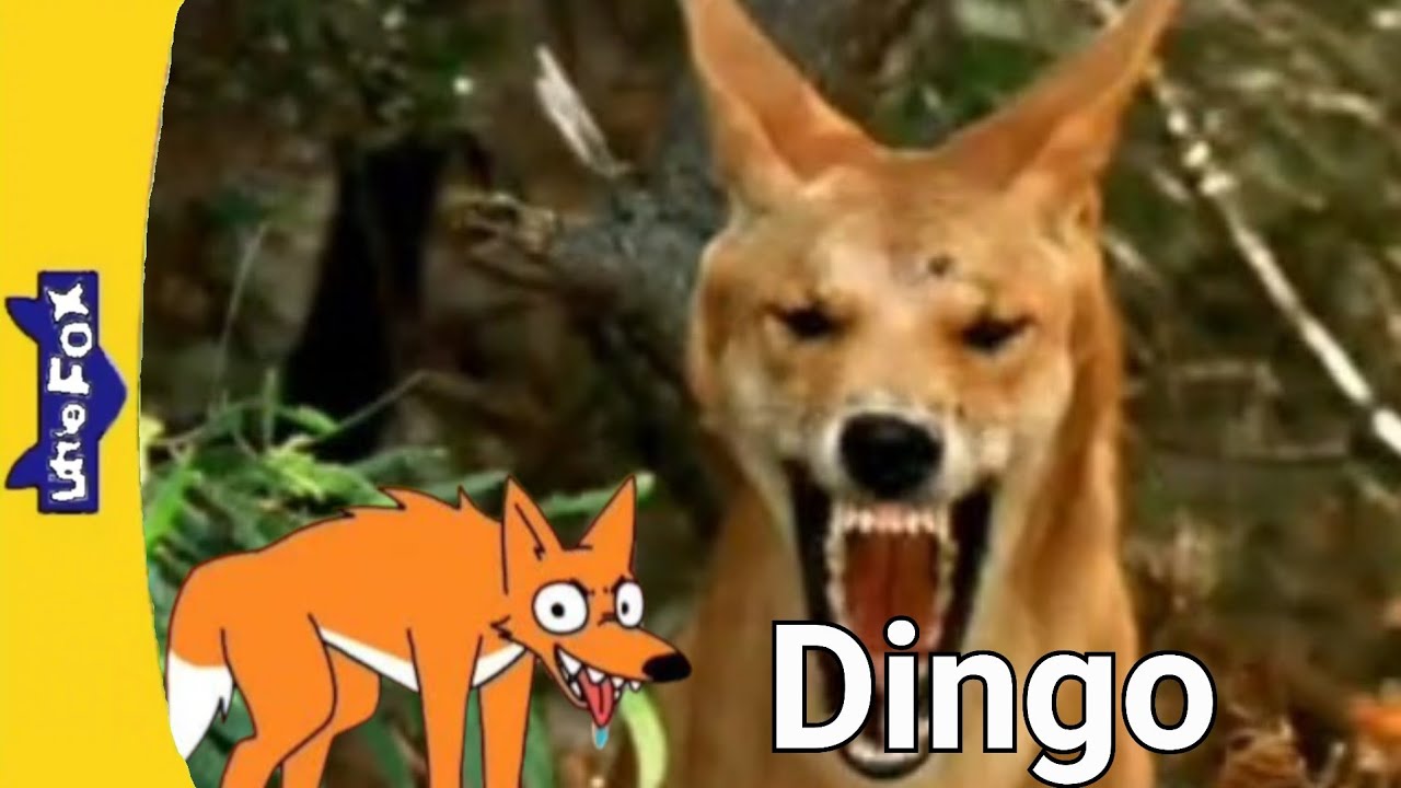 Meet The Animals 125 : Dingo