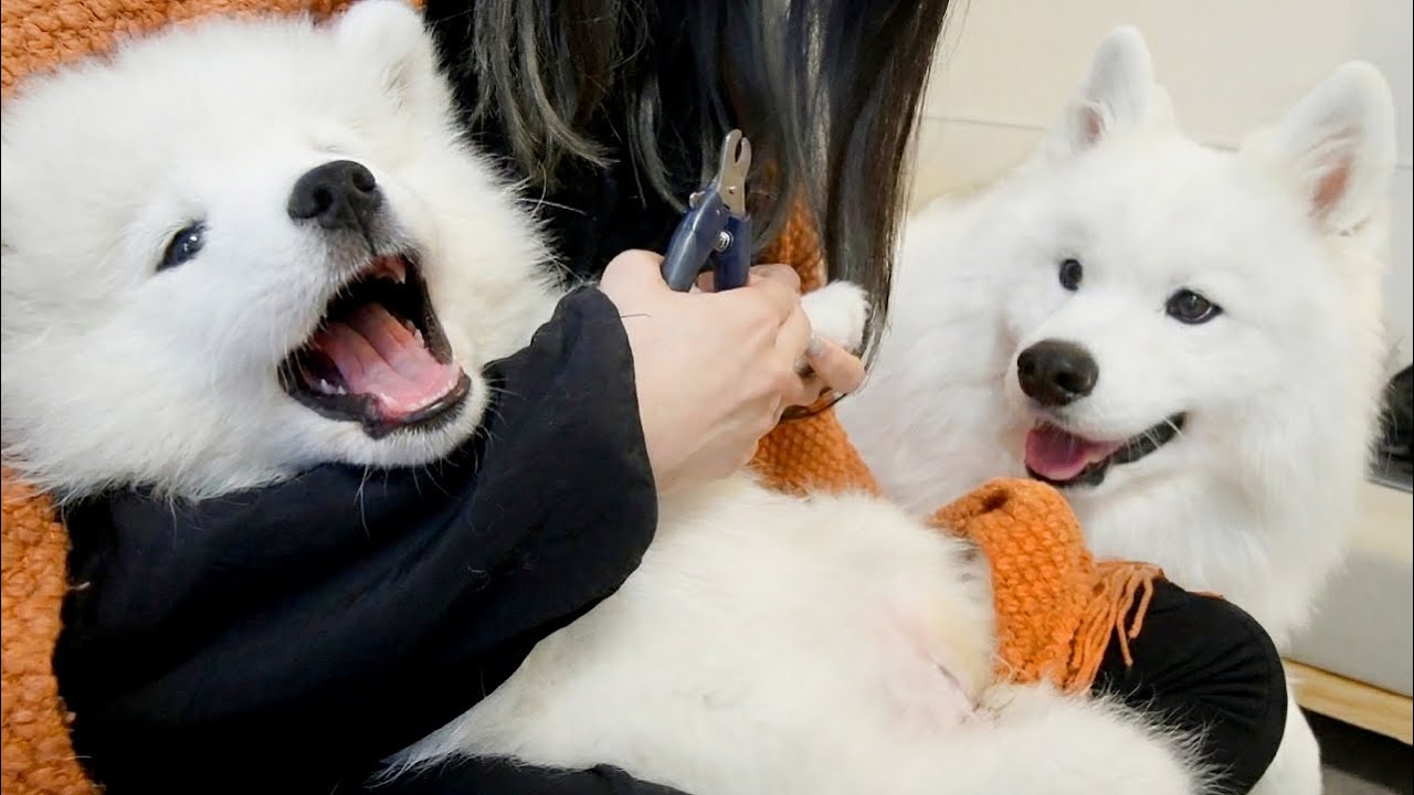 はじめての爪切りに終始ぐずっちゃう子犬と近くで見守るベテラン先住犬の様子が愛おしすぎました…