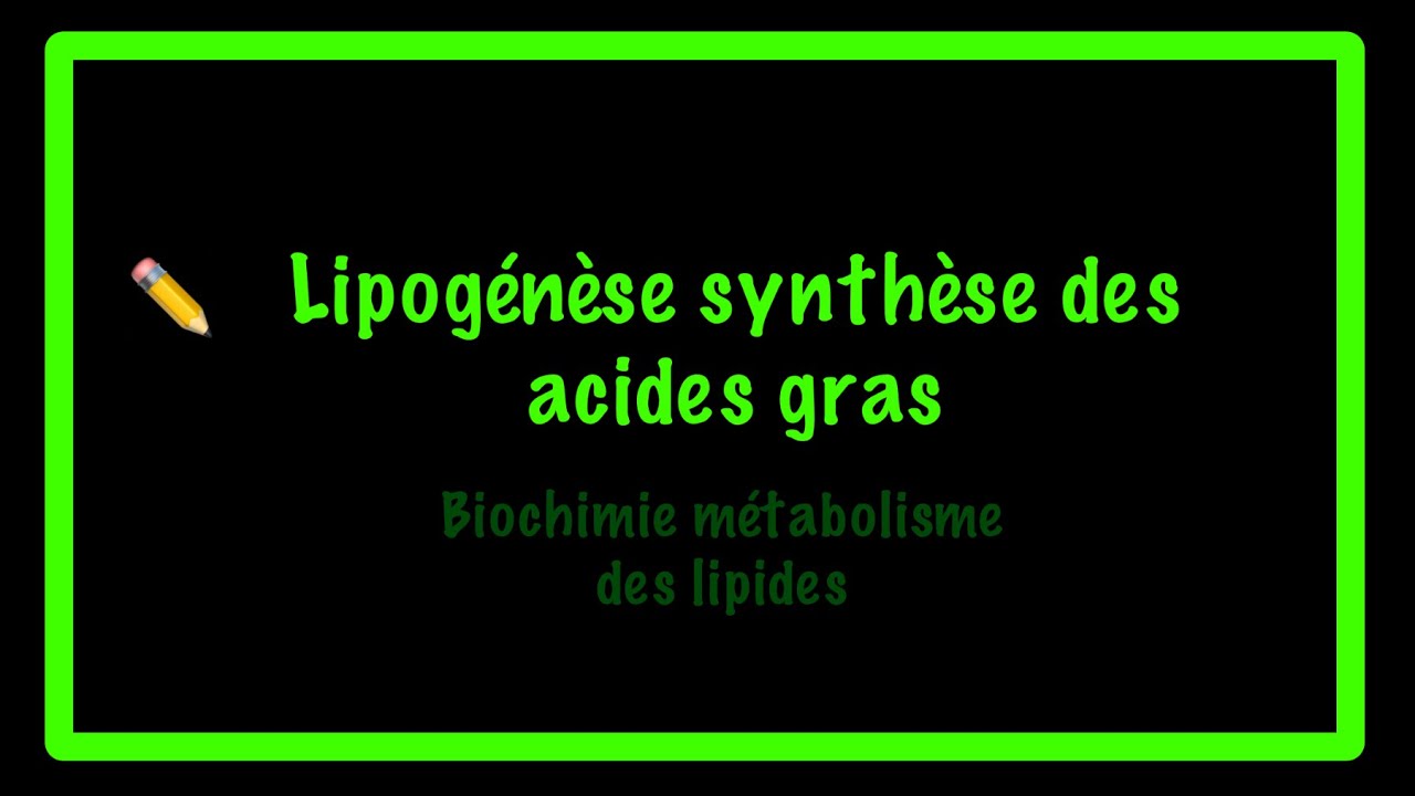 Biosynthèse des acides gras lipogénèse