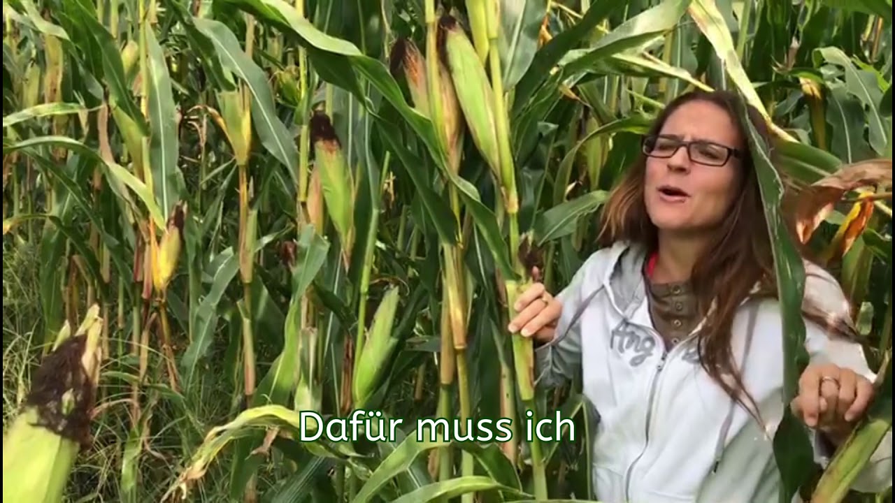 Mitten im Maisfeld