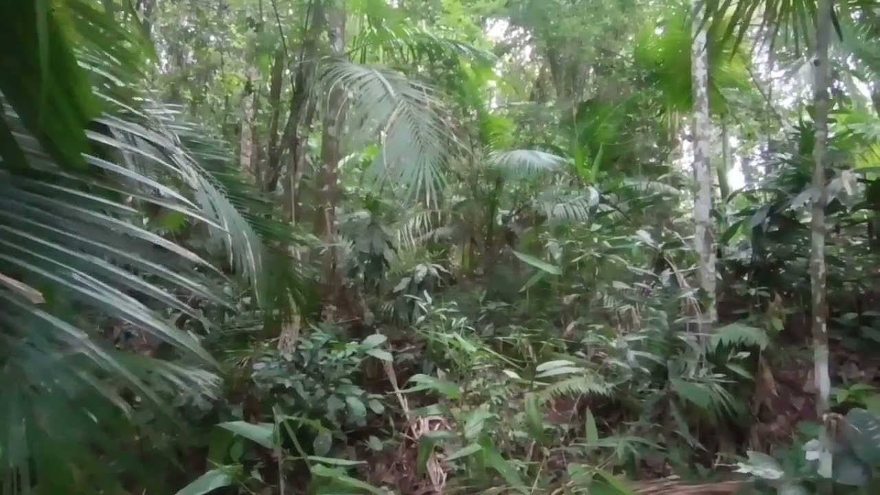 🌿 Algo Incrível Acontece Quando Você Escuta Isso