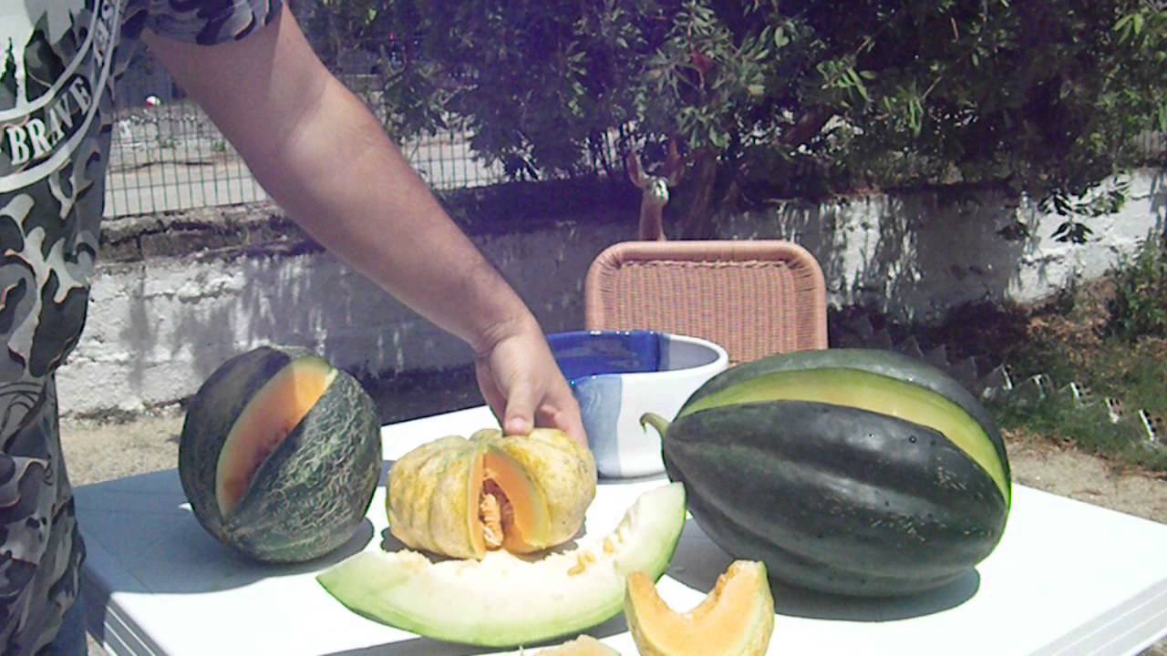 Melon, Prescott Fond Blanc and Tendral Verde Melon