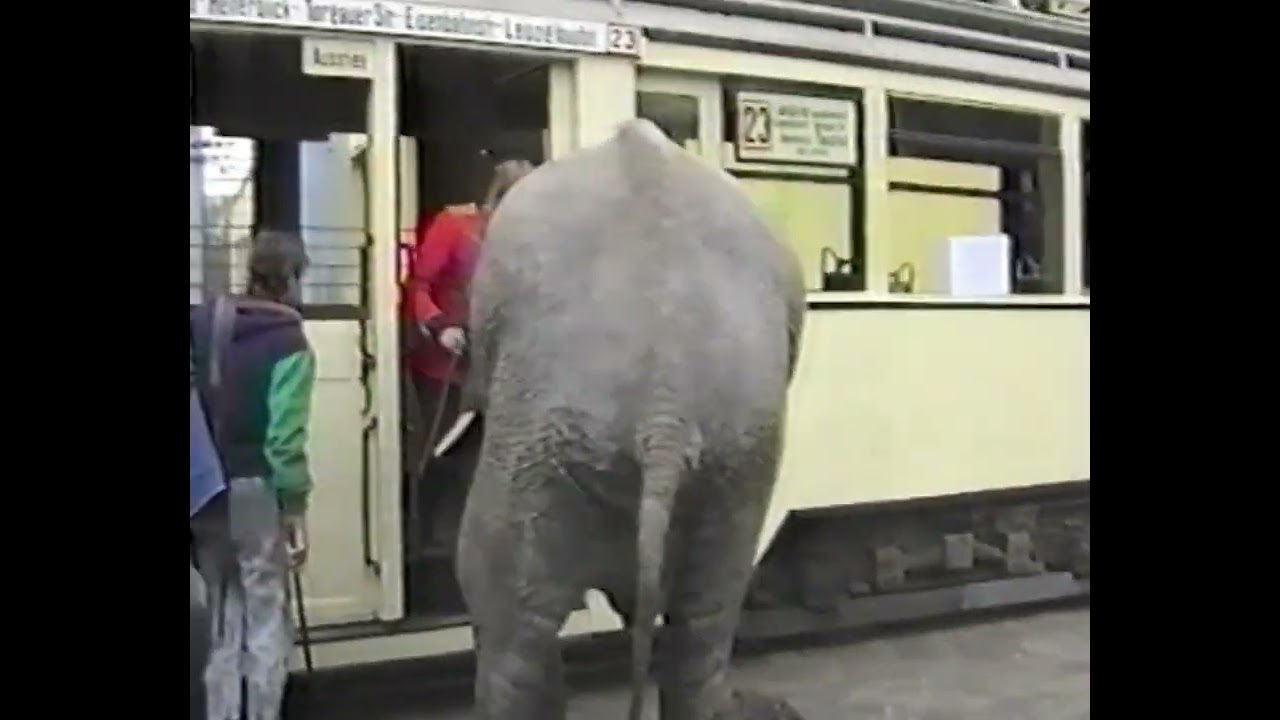Gescheiterter Schwerlasttransport - Werbeaktion ZOO Leipzig - Elefanten Dame Daisy Dezember 1993