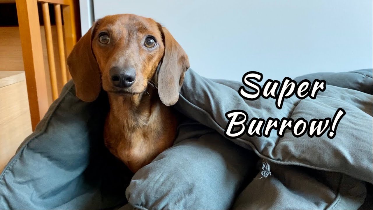 Mini dachshund super burrow!