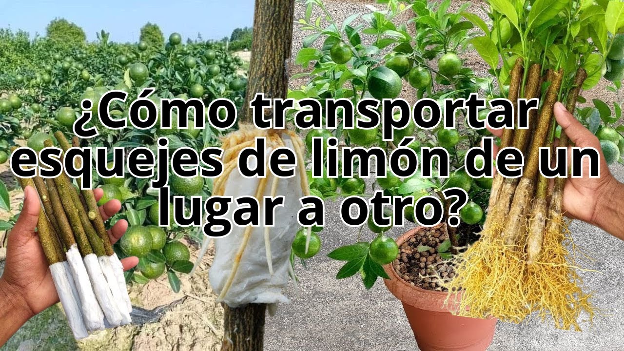 ¿Como Transportar esquejes? y tener excelente propagación de arbol enanos de limón con muchos frutos