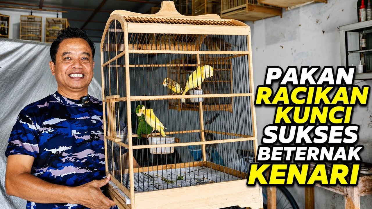 PETERNAK KENARI‼️Pejantan, Indukan dan Anakan semua dijual...