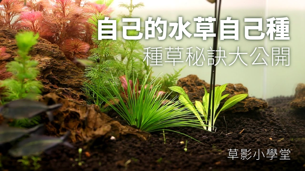 自己的水草自己種！種草秘訣大公開｜草影小學堂