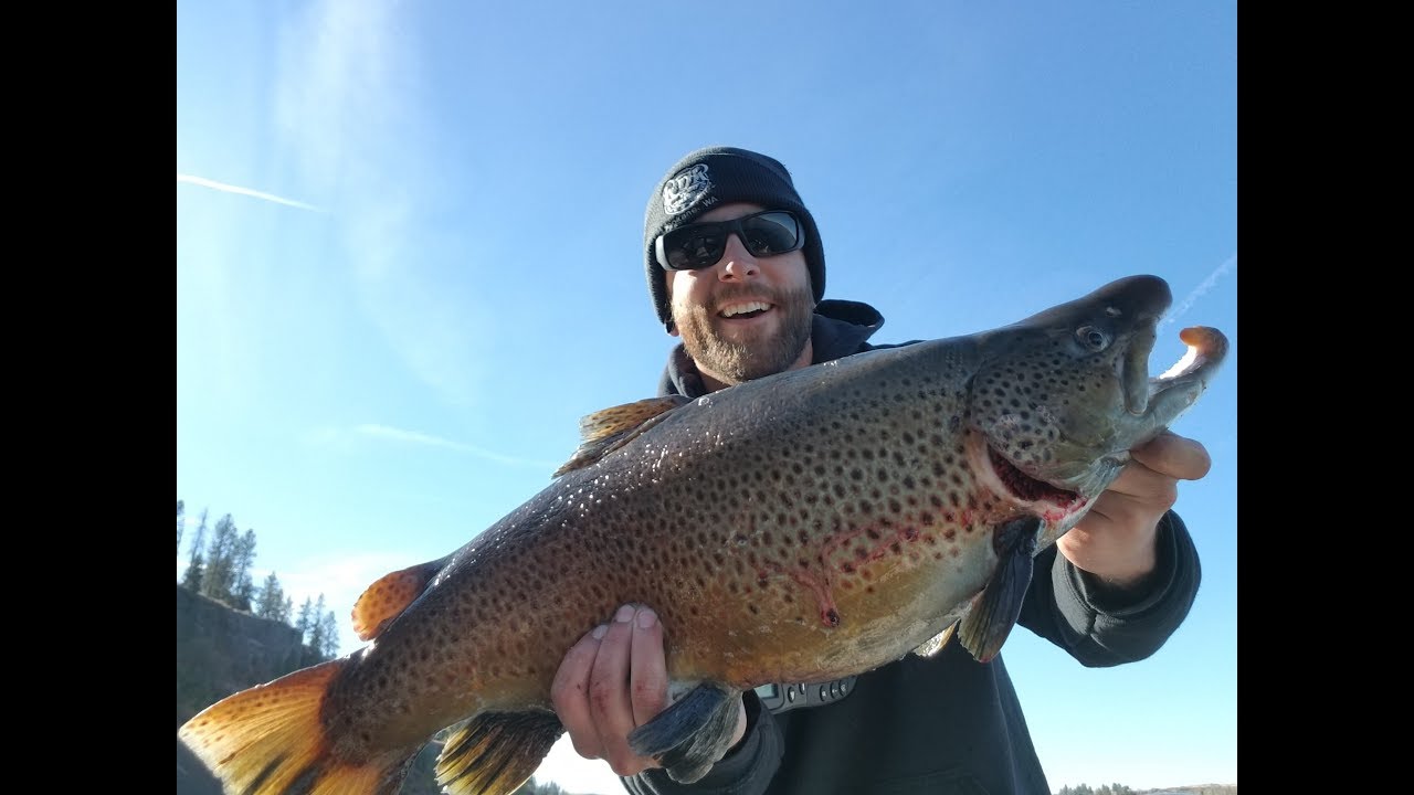 Monster Brown Trout out of Rock Lake Washington!!!!