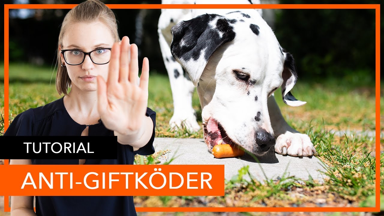 Fressbares anzeigen | Lebensmittel anzeigen | Anti-Giftköder-Training für Hunde