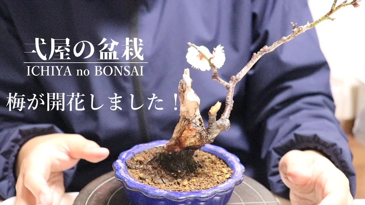 八重野梅が開花しました！