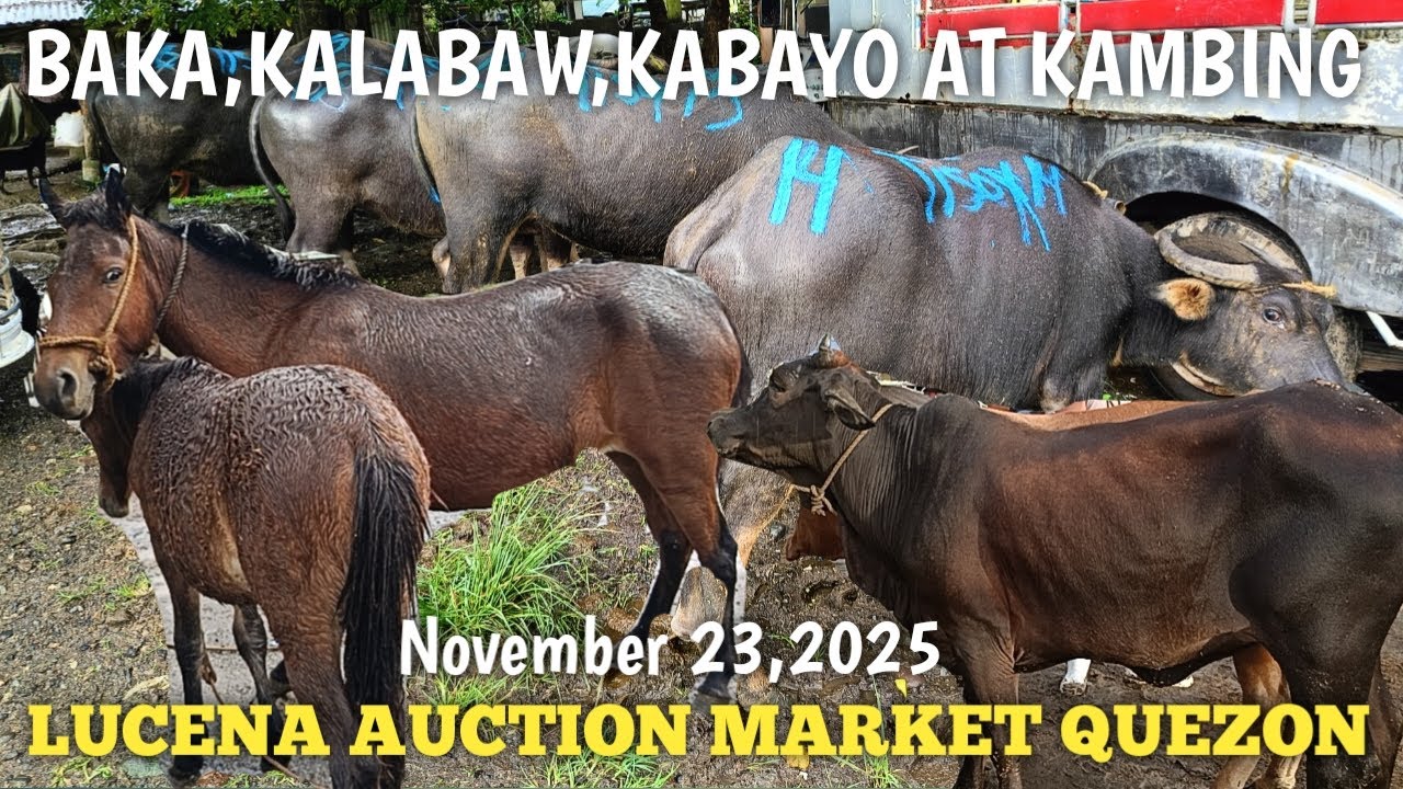 Baka,Kalabaw Kambing at Kabayo sa Lucena Auction Market..