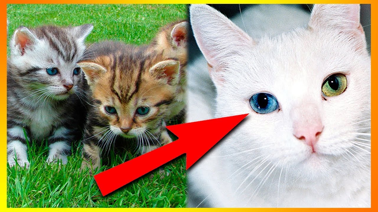 5 Ting Du Ikke Vidste Om Katte