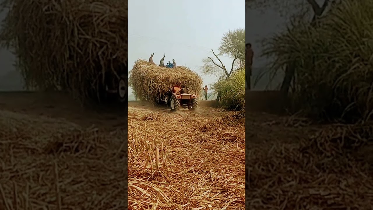 sugarcane Harvesting #agriculture #zarat #pakistan