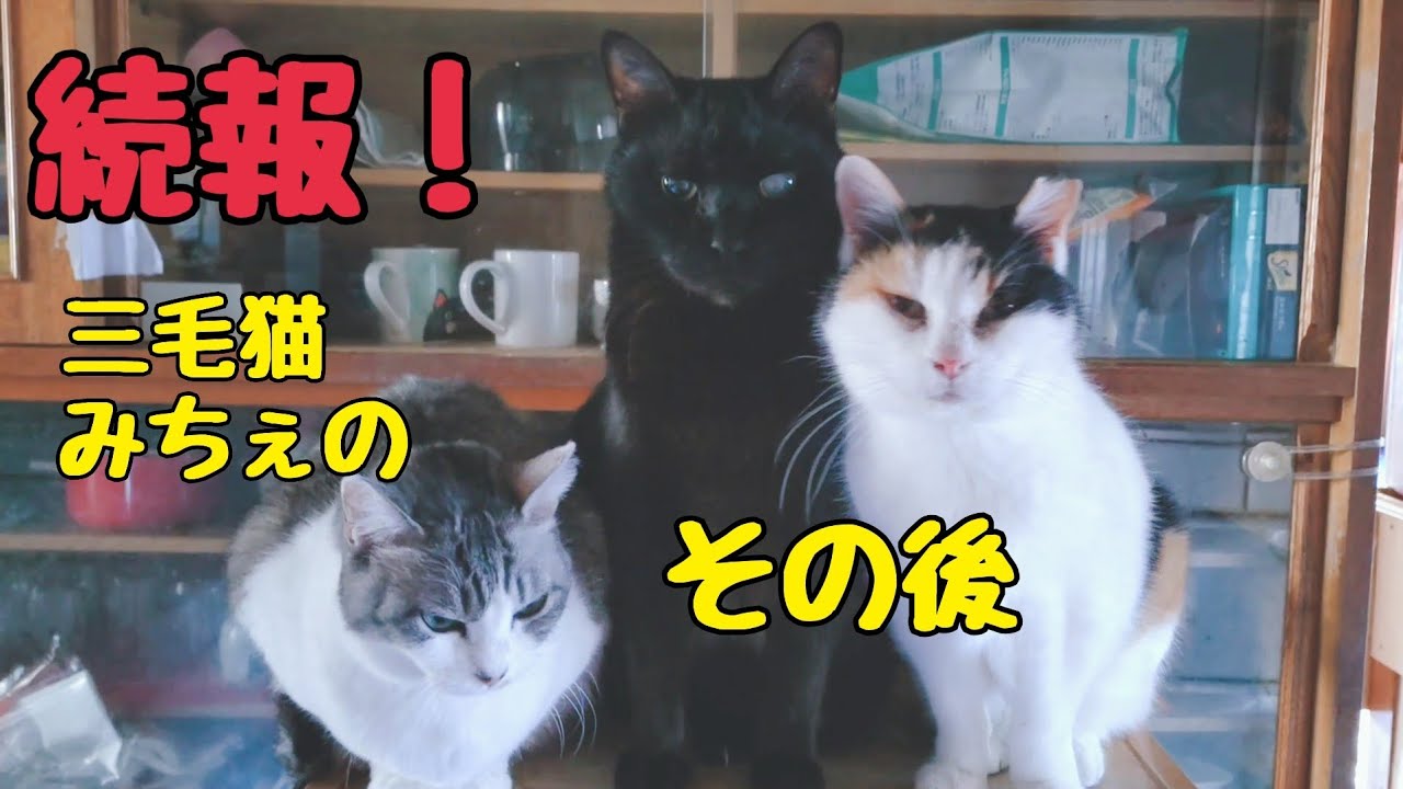 抜歯から猫風邪になった三毛猫15歳、何日も食べれず飲めずでしたが…