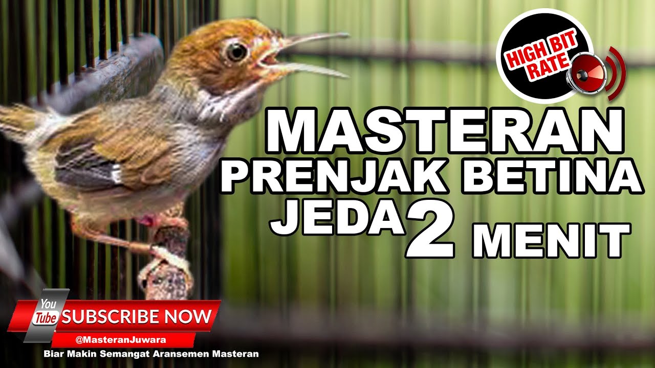 🔴 PRENJAK BETINA GACOR PANJANG‼️ Cocok Buat Pikat dan Masteran Mewah