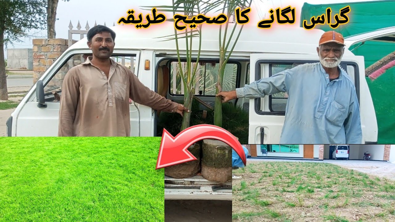 Fine Dhaka grass shifting tips,baghban daily tips.