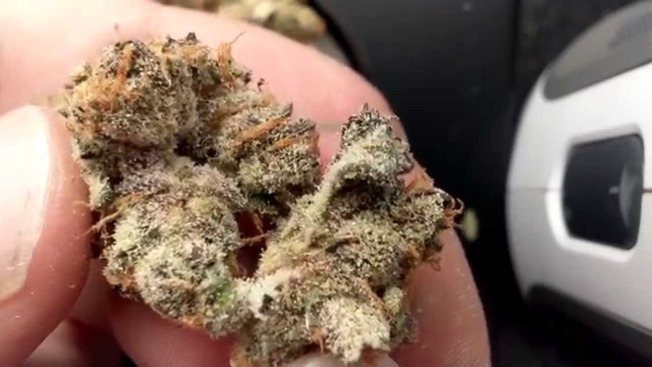 Busting Open Frosty Nugs-  HD Weed Porn