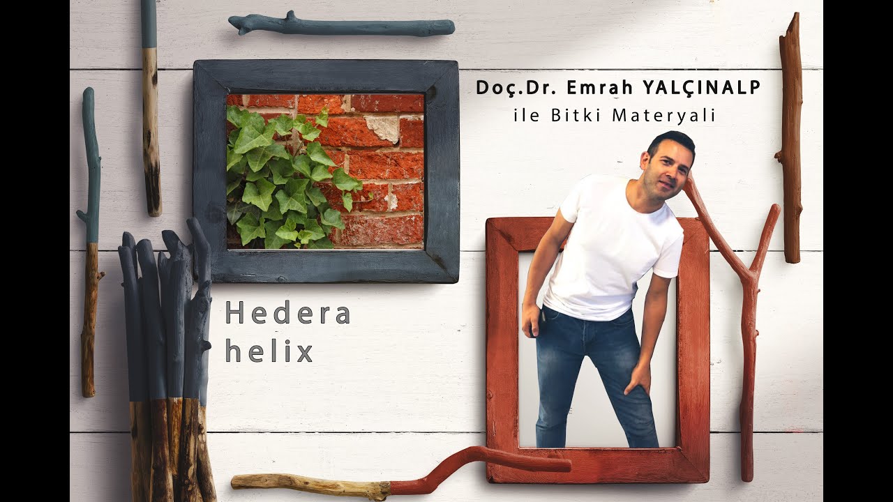 Peyzaj Mimarlığında Bitki Materyali - II / Hedera helix (Orman sarmaşığı - Sarmaşık)