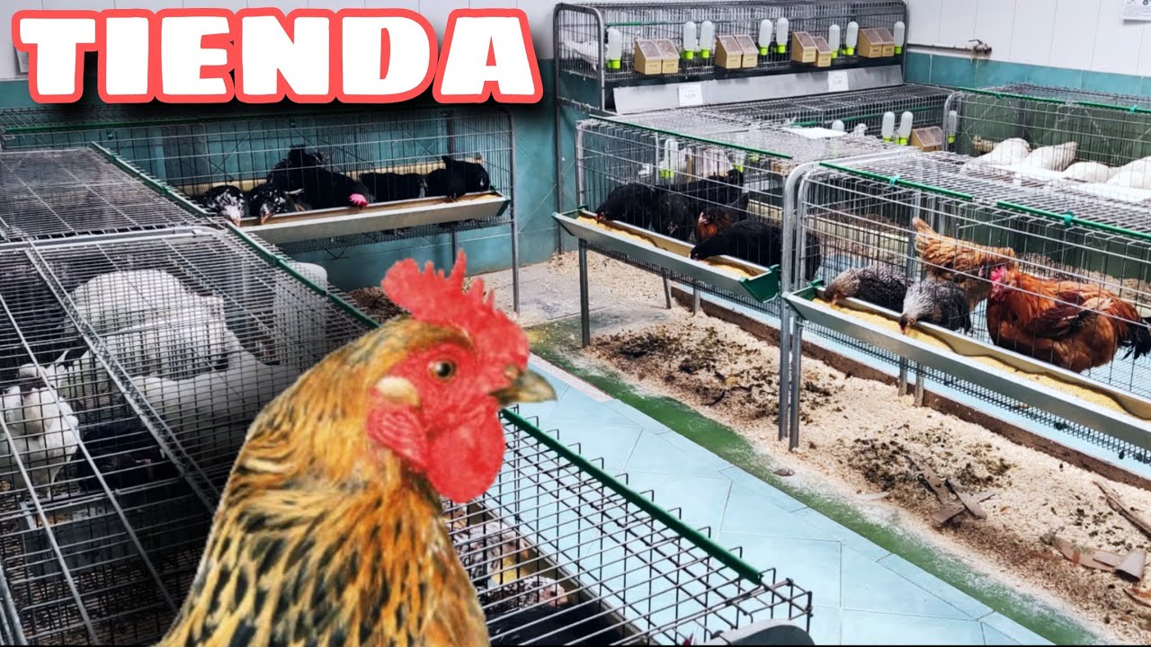 Tienda de Animales y Gallinas: Explorando Opciones