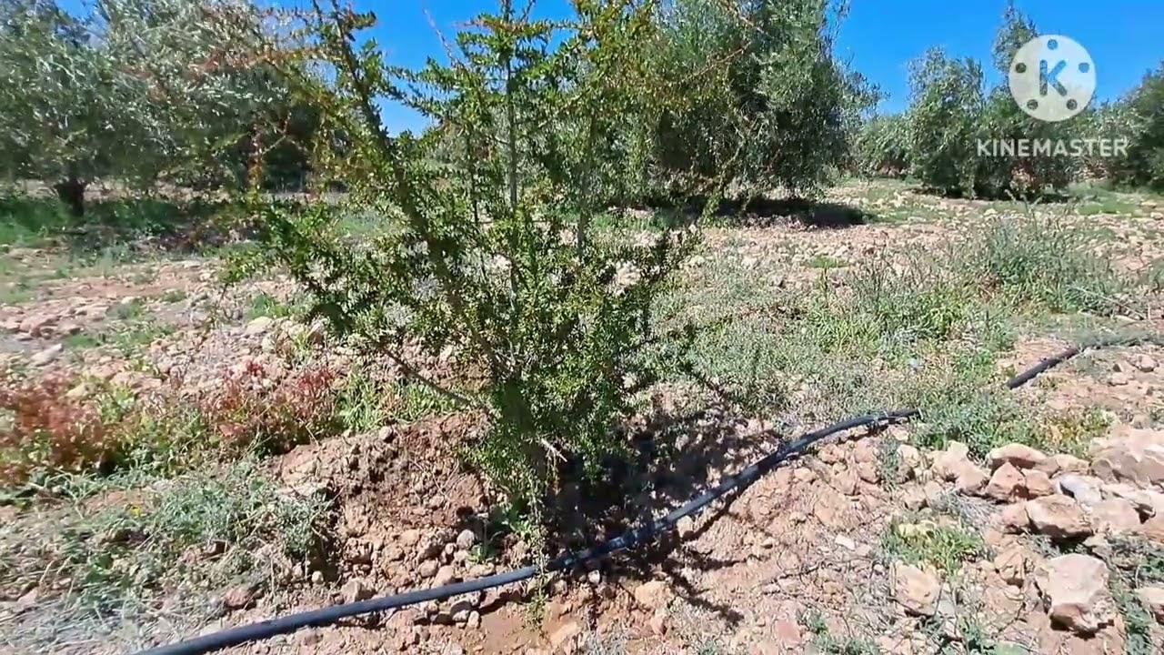 Mes Arganiers. #permaculturemaroc #permaculture .