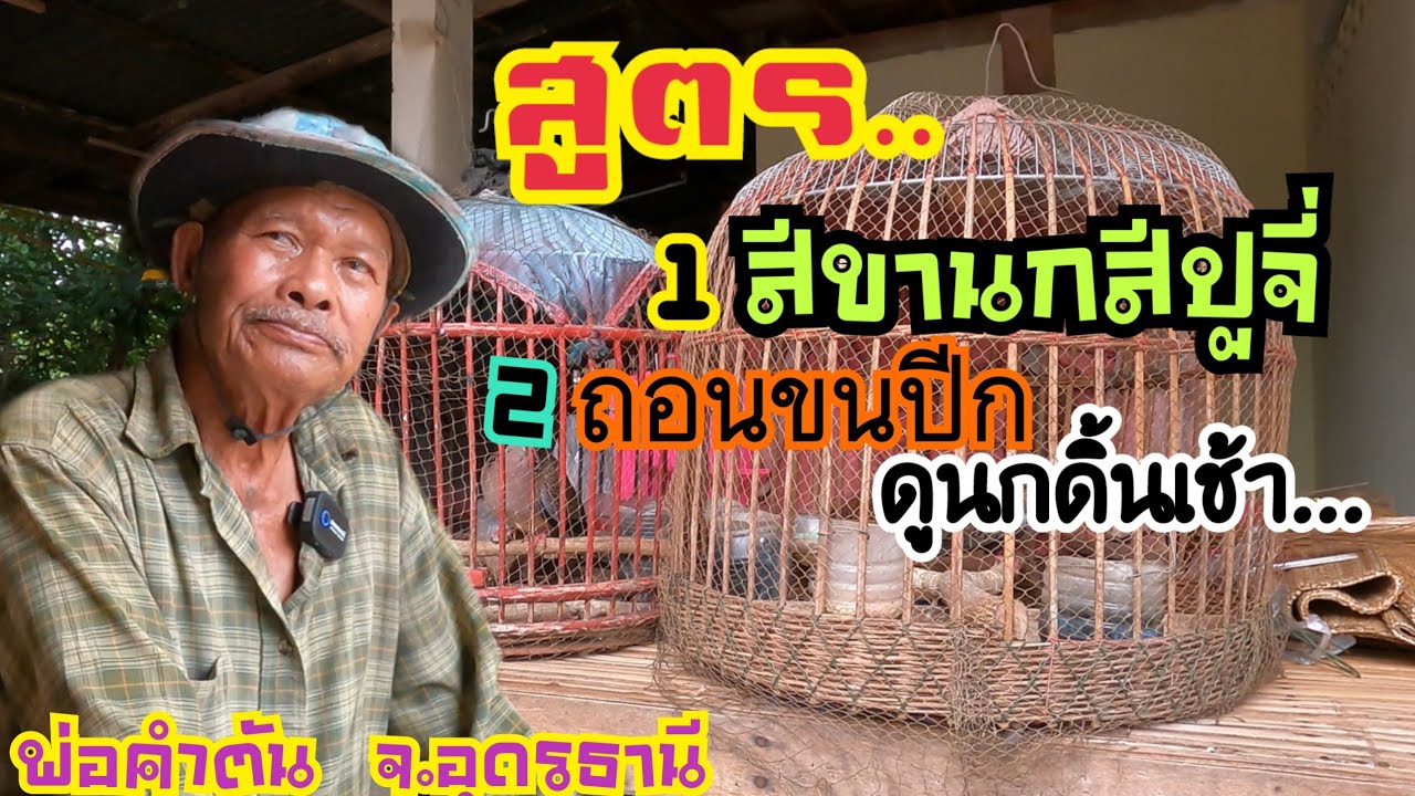 เเวะหาความรู้บ้านเซียนนกเขาใหญ่…ขาสีปูจี่&ดูนกดิ้นเช้าด้วยขนปีก