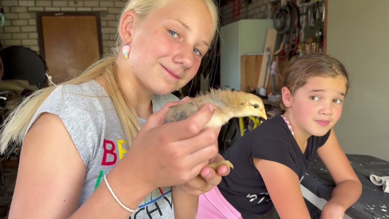 van ei naar kuiken