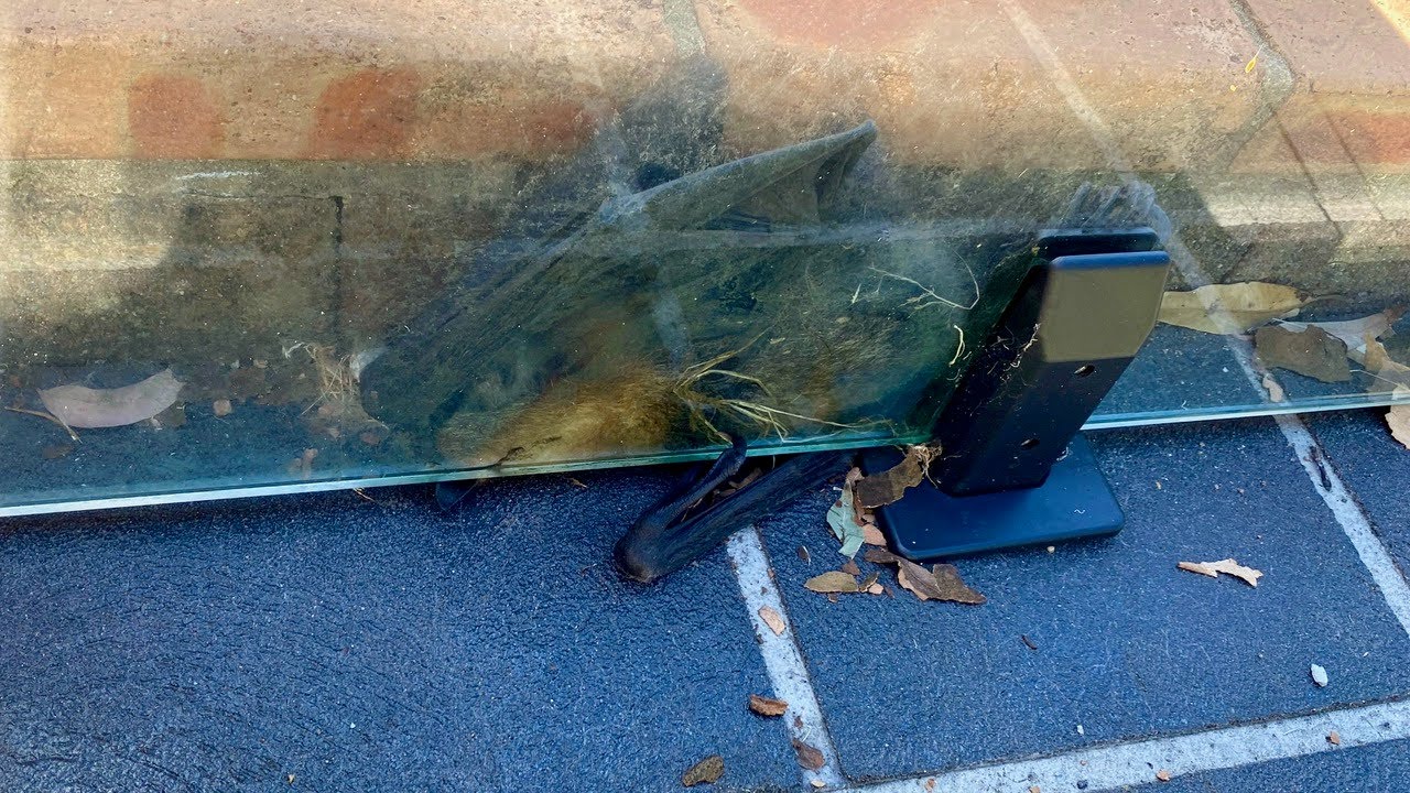 Rescuing a flying-fox wedged under a pool fence:  this is Ozzie