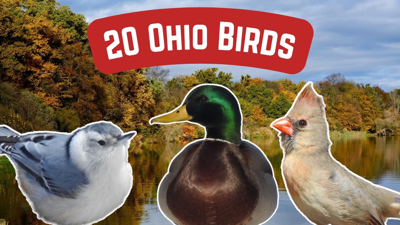 Common Birds In Ohio | 20 Sensational Bird Species