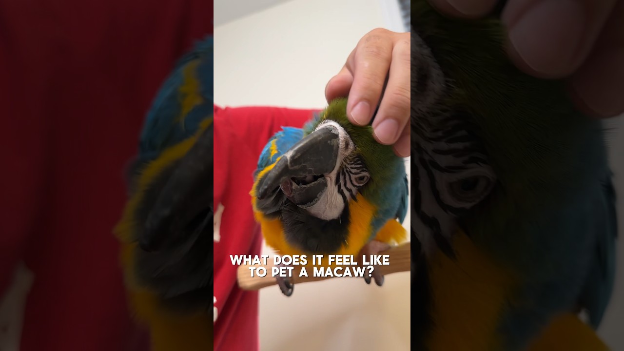 What Does it Feel Like to Pet a Macaw?