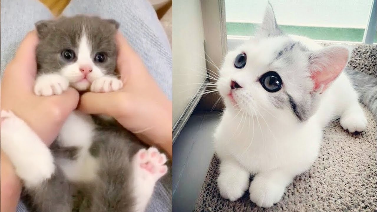 Baby Katzen - S&uuml;&szlig;e und Lustige KatzenVideos #43  | KatzenVideos |