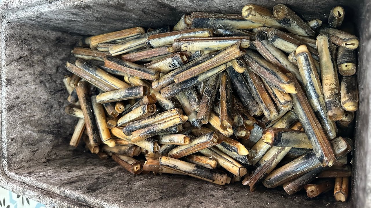 Apanha de Ligueirão no SADO! 🧂Catching Razorclams with salt! 🧂