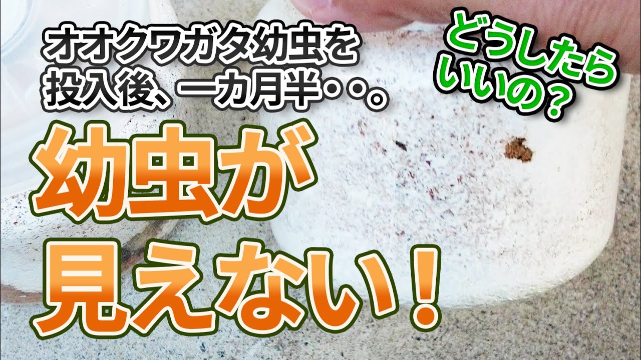 【オオクワガタ幼虫】菌糸ビン投入したけど外から見えない！どうすればいい！？元気かどうか確認できる？