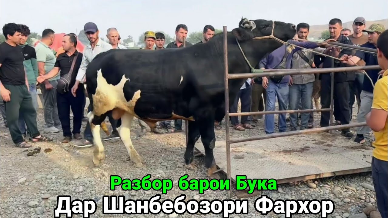 ШАНБЕБОЗОРИ ФАРХОР НАРИ ХОЗИРА ГОВУ МОЛ,      15 июня 2025 г.