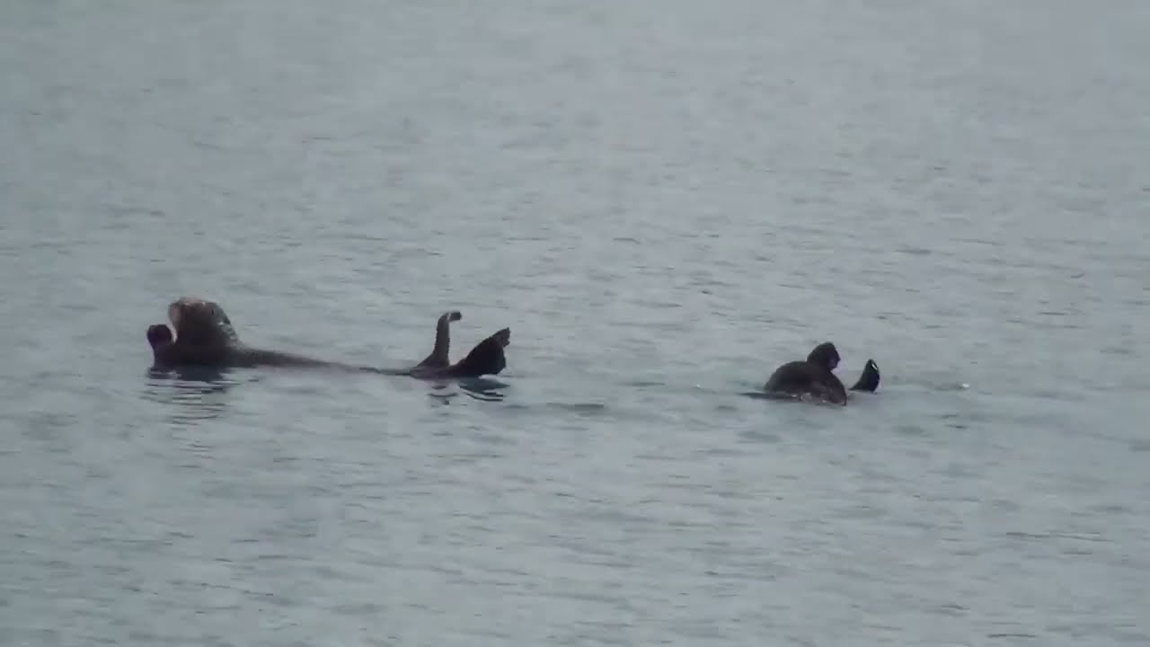 Sea Otter Sounds