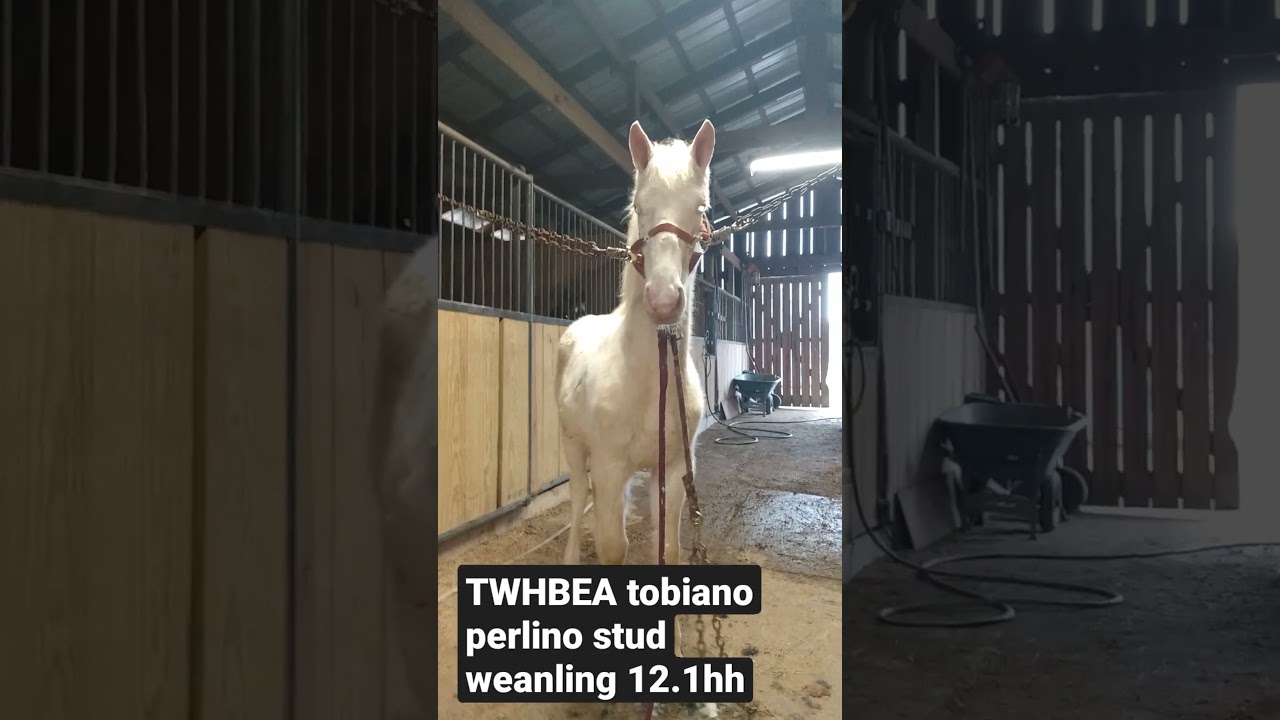Crossties. TWHBEA perlino tobiano stud weanling by Geronimo Blue Eyed Boy