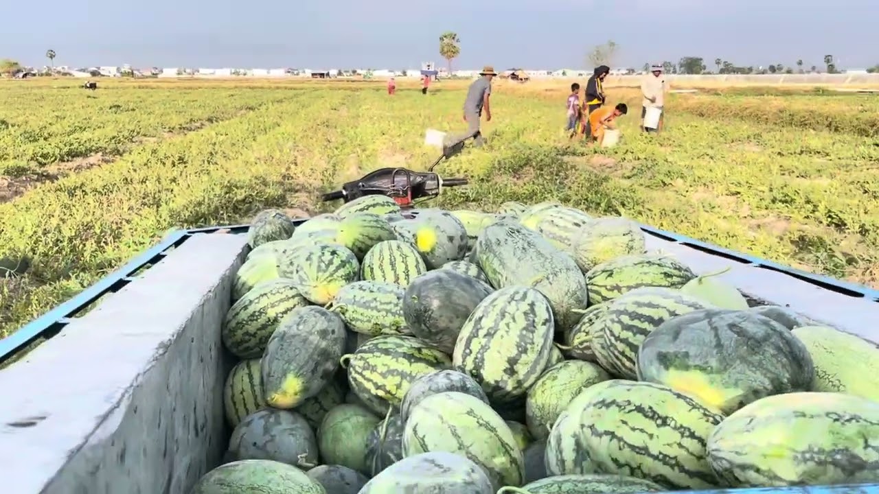 ប្រមូលឪឡឹកលក់នៅក្រោយសាលាកូរ៉េ