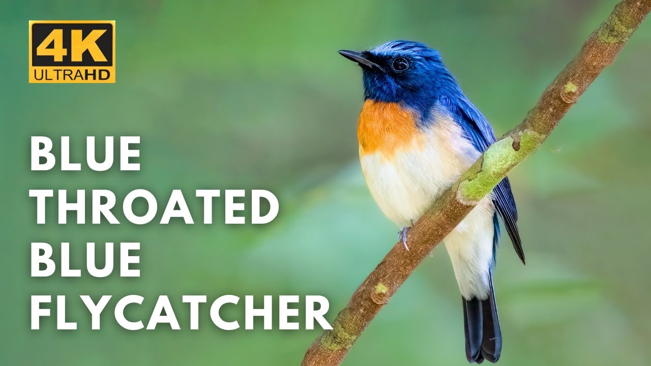 Blue Throated Blue Flycatcher  | Thattekad | Birds & Animals | 4K UHD   @Wildlife.Kaptured