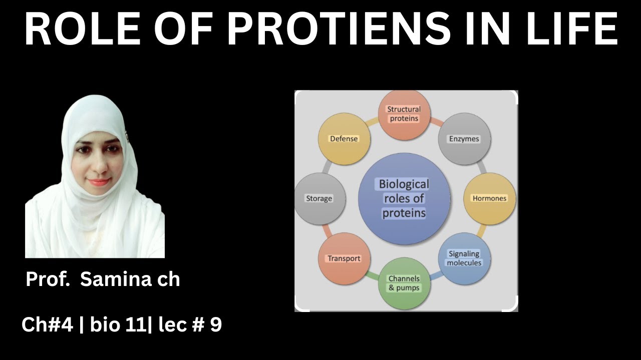 “Functions of Proteins | Role of Proteins in the Body | Biology Class 11”