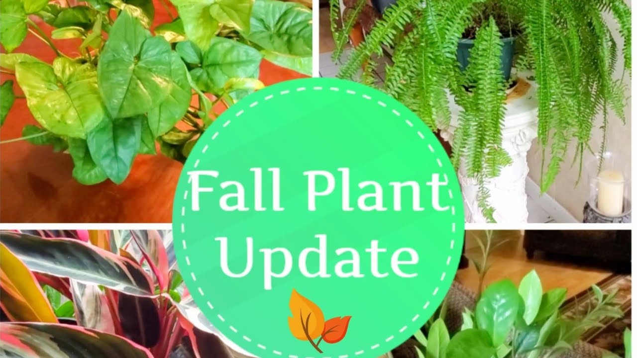 FALL PLANT UPDATE OCTOBER 2020|DONNA JOSHI