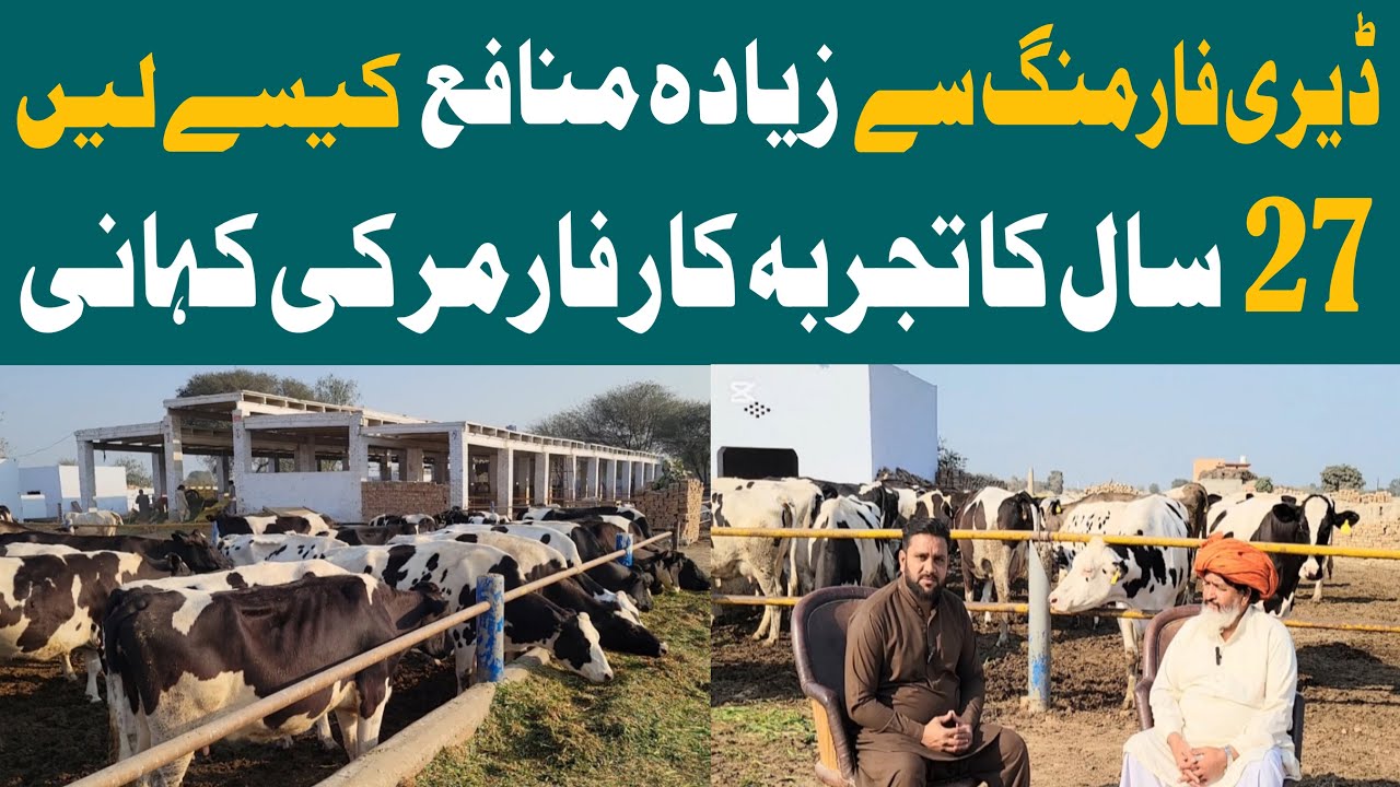 Dairy Business in Pakistan|Cow Milking Equipment|Jersey Cow
