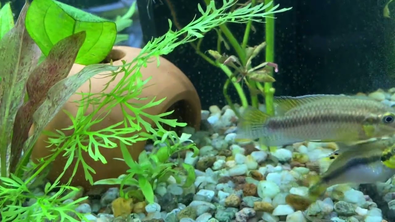 Liebe unter Fischen.Meine Erfahrungen mit dem Purpurprachtbarsch auch Pelvicachromis pulcher genannt